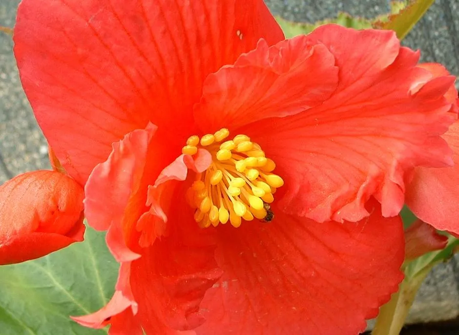 Capitola Begonia Festival