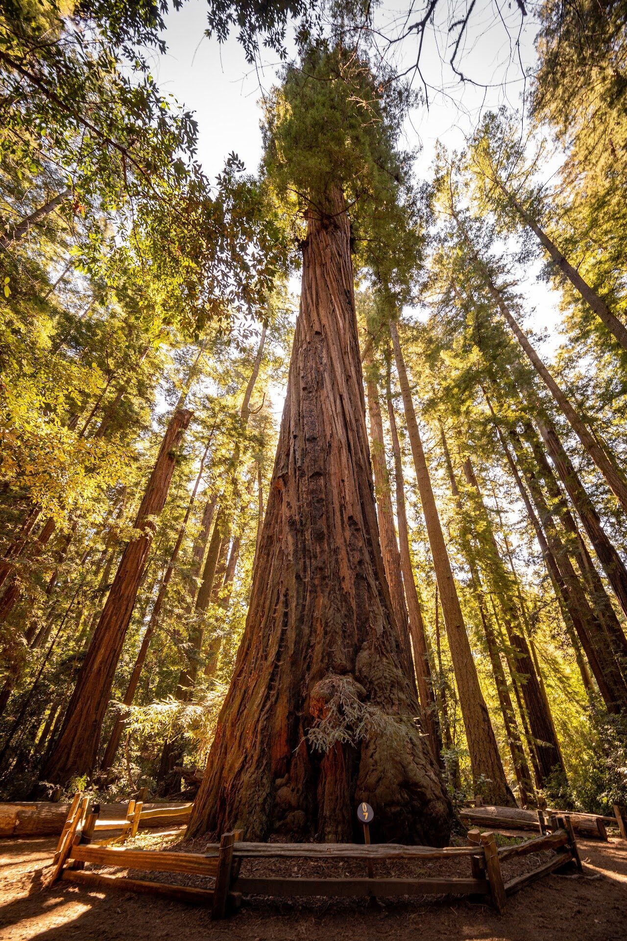 Henry Cowell Redwoods State Park: Hiking Among Giants Near Santa Cruz