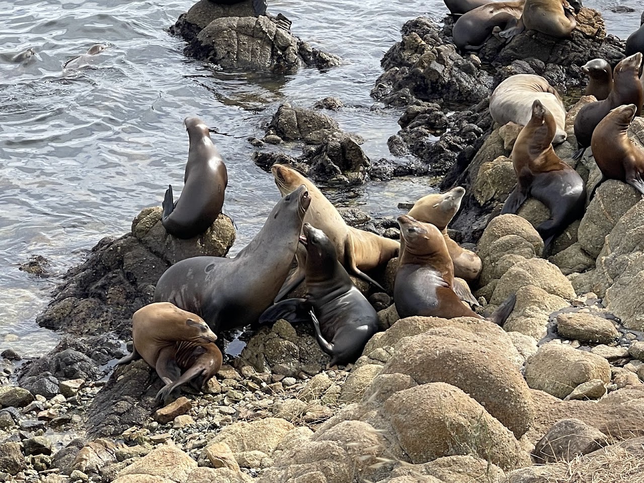 Seals & sea lions