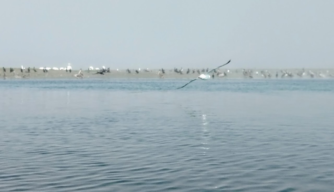 Exploring Elkhorn Slough: Kayaking, Wildlife, and Wetland Wonders