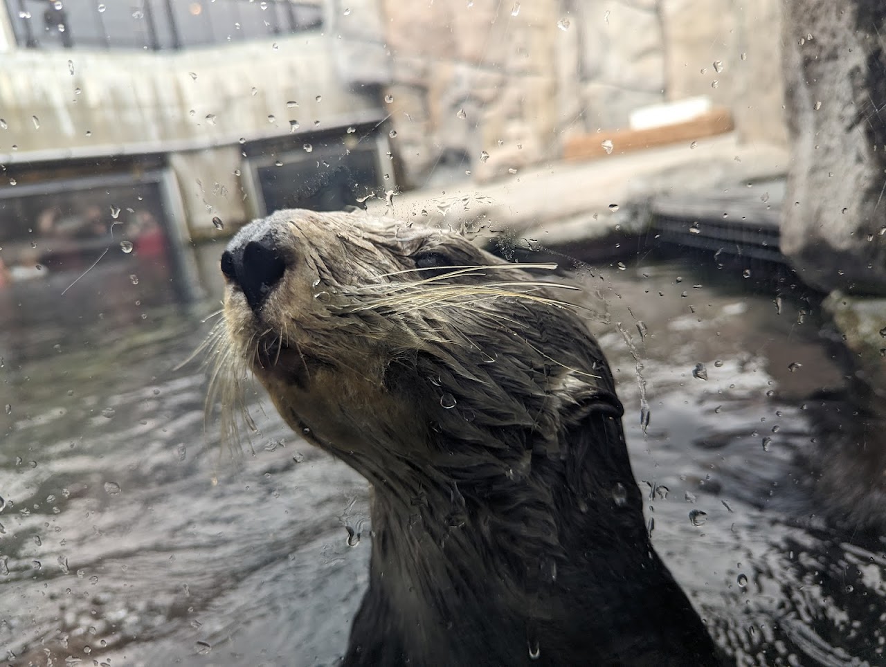 Sea Otters