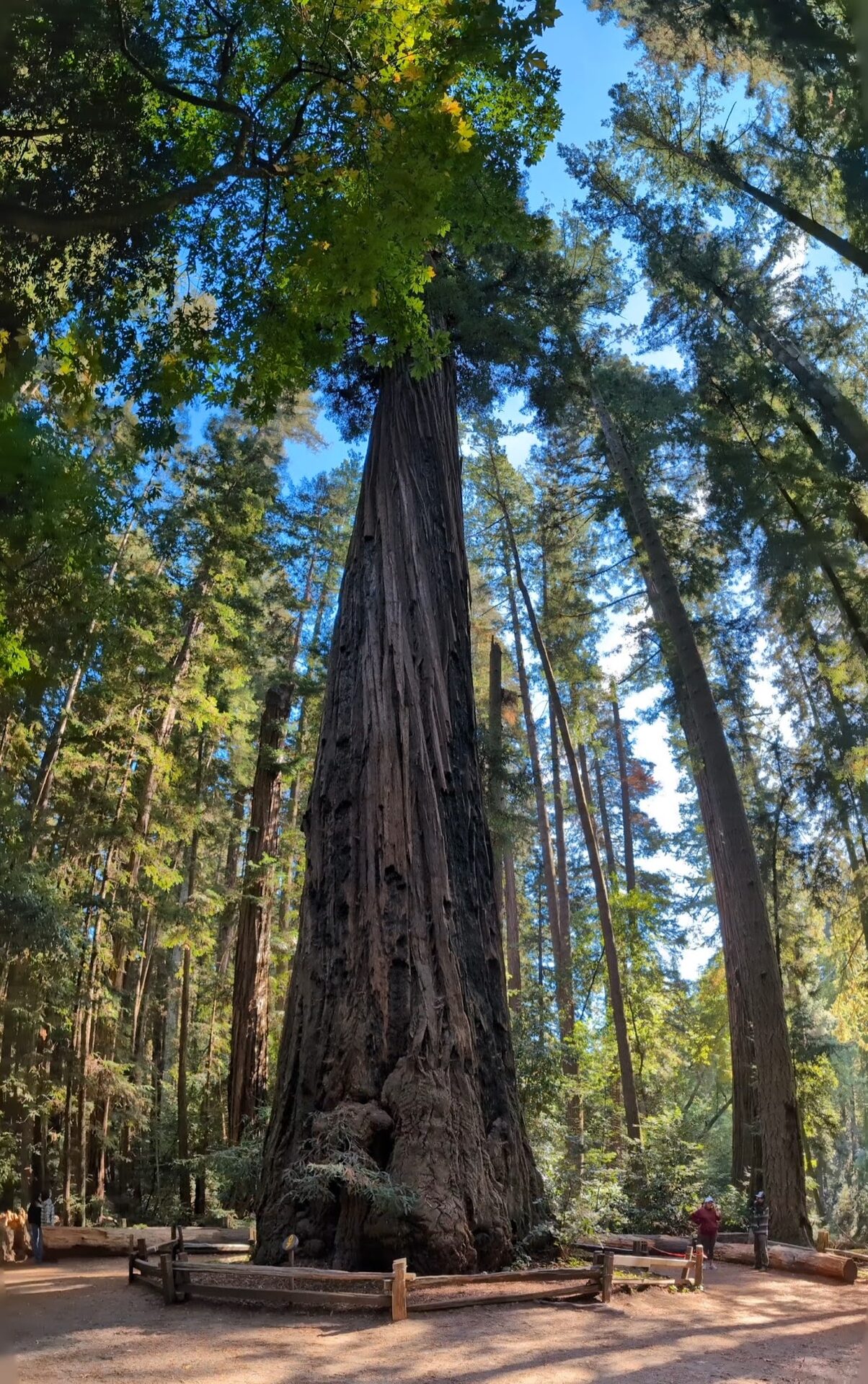 Redwood Grove Loop Trail
