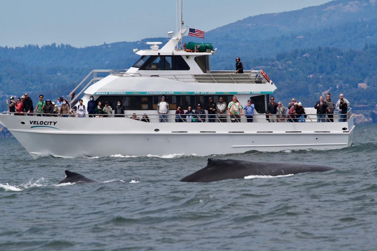 Santa Cruz Whale Watching