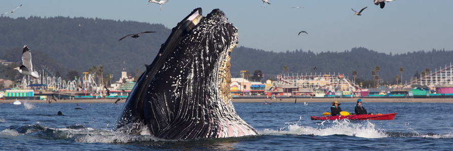 Moss Landing Kayaking (Sanctuary Cruises)